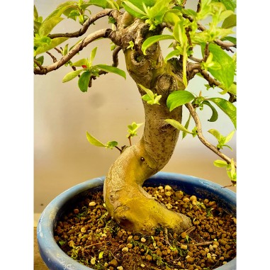 Membrillo Japones Ps1