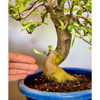 Membrillo Japones Ps1