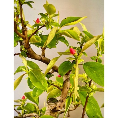 Membrillo Japones Ps1