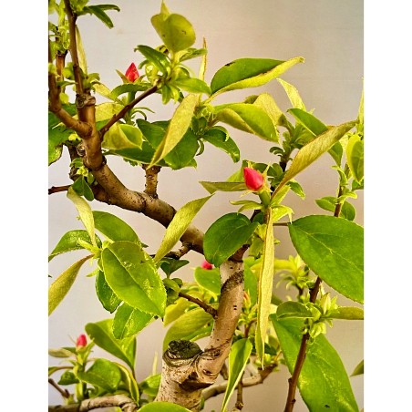 Membrillo Japones Ps1