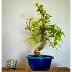 Membrillo Japones Ps2