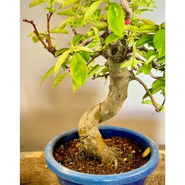 Membrillo Japones Ps2