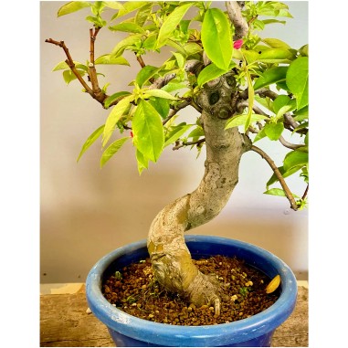 Membrillo Japones Ps2