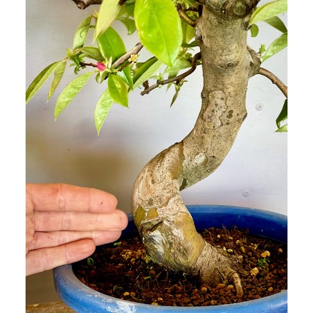 Membrillo Japones Ps2