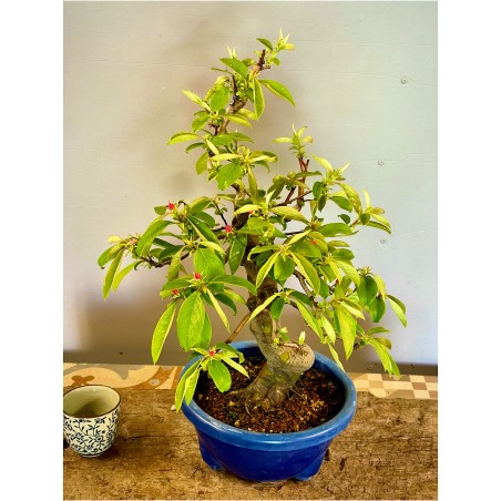 Membrillo Japones Ps2