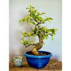 Membrillo Japones Ps3