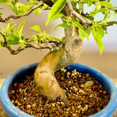 Membrillo Japones Ps3