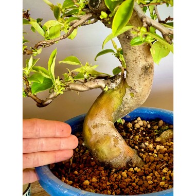 Membrillo Japones Ps3