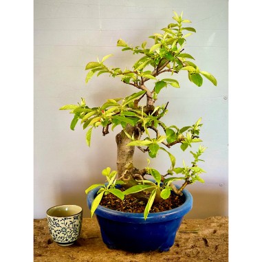 Membrillo Japones Ps3