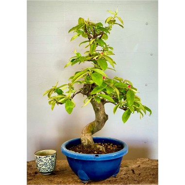 Membrillo Japones Ps4