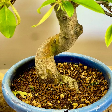 Membrillo Japones Ps4