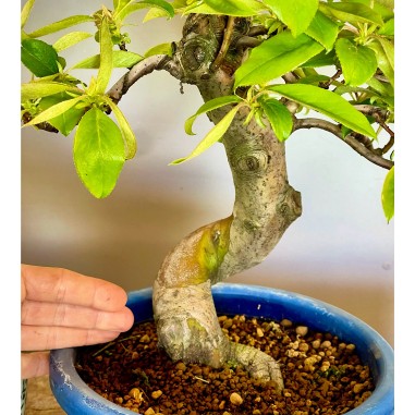 Membrillo Japones Ps4