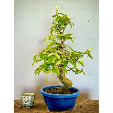 Membrillo Japones Ps4