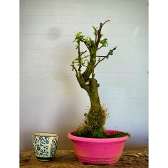 Membrillo Japones Ps5