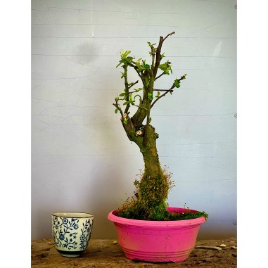 Membrillo Japones Ps5