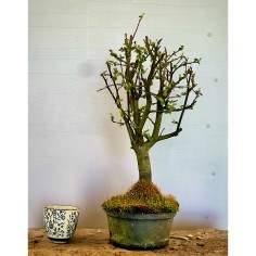 Membrillo Japones Ps6