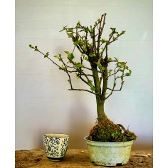 Membrillo Japones Ps7