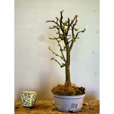 Membrillo Japones Ps8