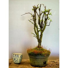 Membrillo Japones Ps9