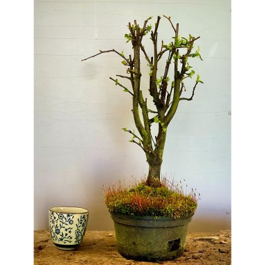 Membrillo Japones Ps9