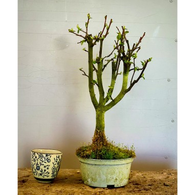 Membrillo Japones Ps10