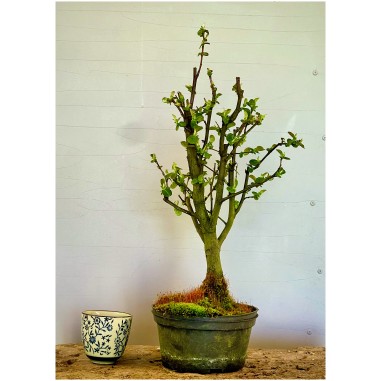 Membrillo Japones Ps12