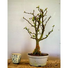 Membrillo Japones Ps14