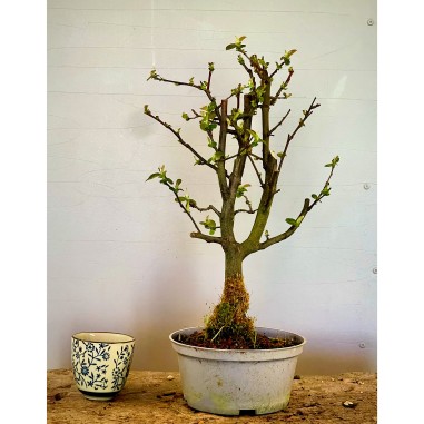 Membrillo Japones Ps14