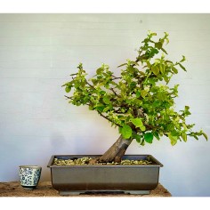 Membrillo Japones Ps16