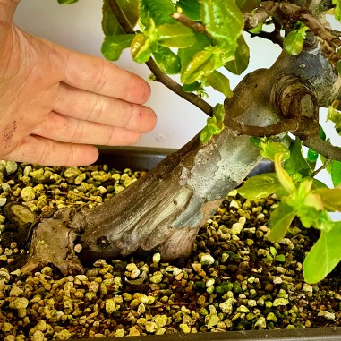 Membrillo Japones Ps16