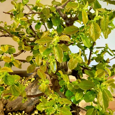 Membrillo Japones Ps16