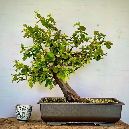 Membrillo Japones Ps16