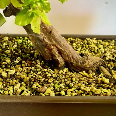 Membrillo Japones Ps16