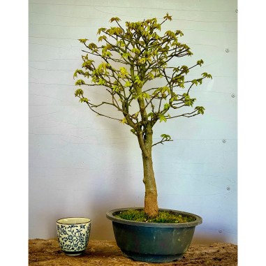 Arce Burgueriano AB1