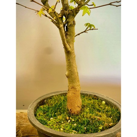 Arce Burgueriano AB1