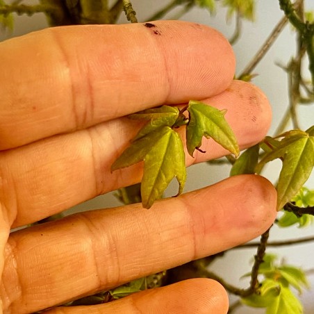 Arce Burgueriano AB1