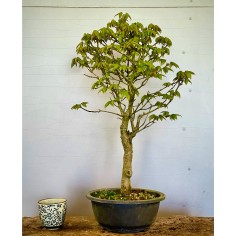 Arce Burgueriano AB2