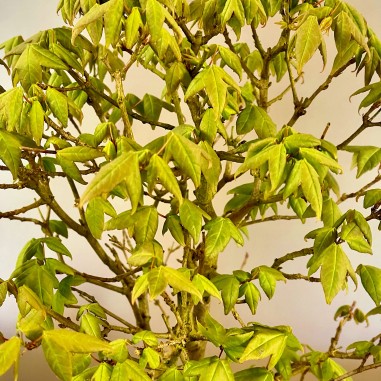 Arce Burgueriano AB2