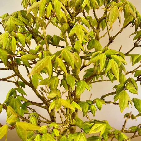 Arce Burgueriano AB2