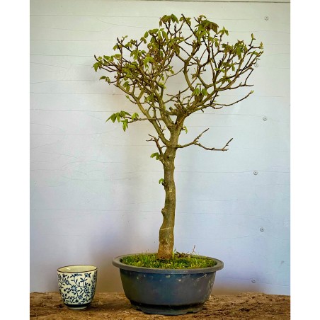 Arce Burgueriano AB3