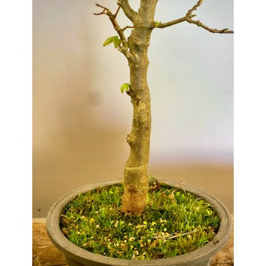 Arce Burgueriano AB3