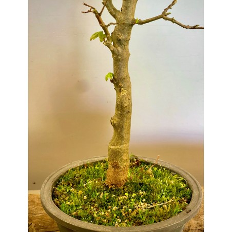 Arce Burgueriano AB3