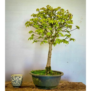 Arce Burgueriano AB4