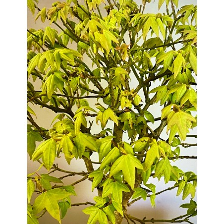 Arce Burgueriano AB4