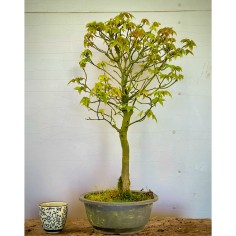 Arce Burgueriano AB5