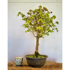 Arce Burgueriano AB6