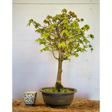 Arce Burgueriano AB6