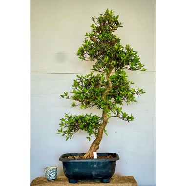 Azalea Satsuki Akari VIP