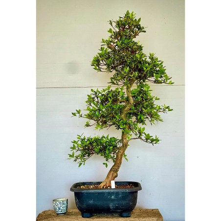 Azalea Satsuki Akari VIP