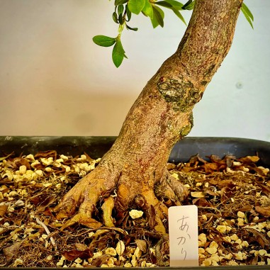 Azalea Satsuki Akari VIP